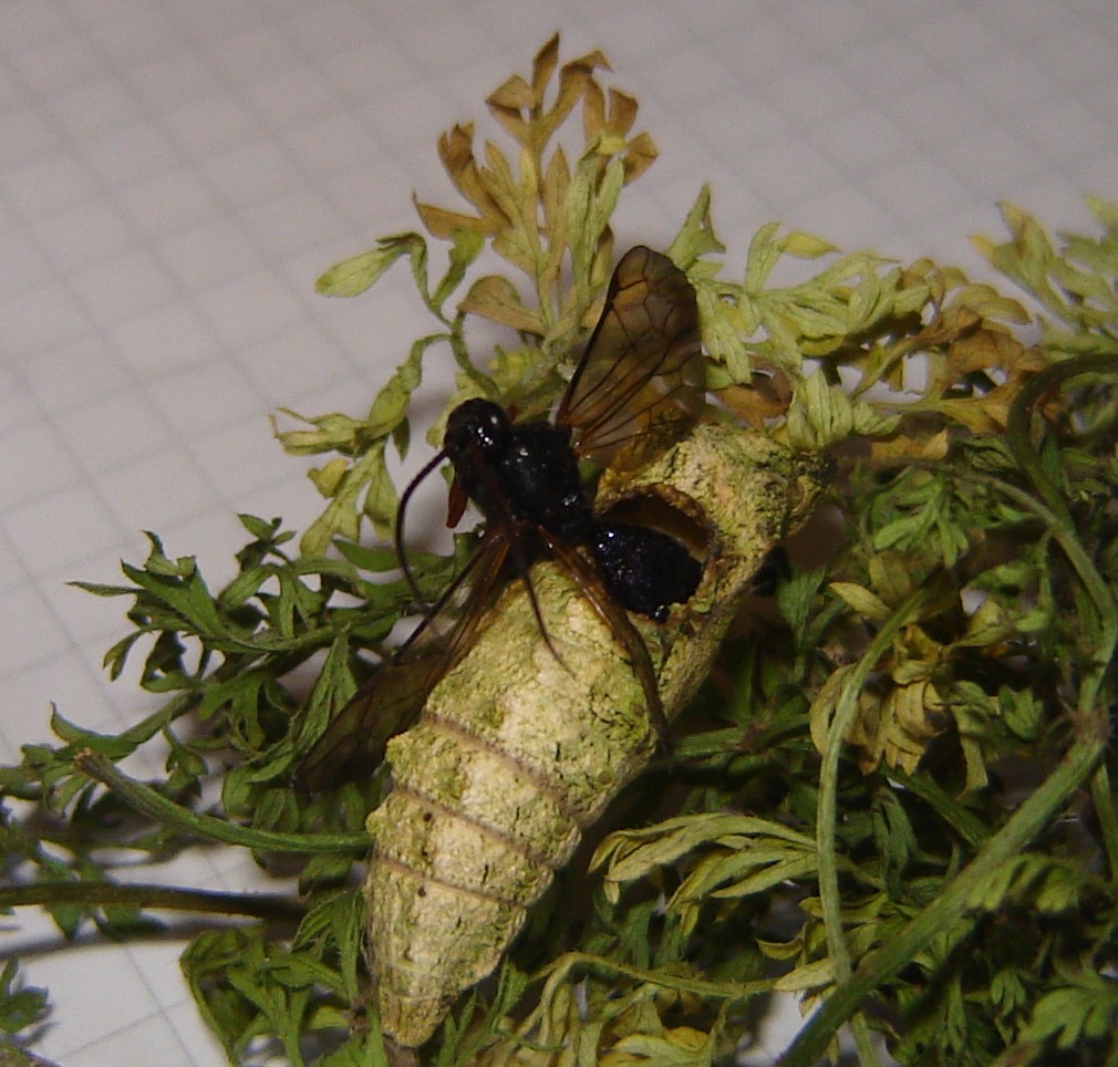 Ichneumonidae:Trogus lapidator parassita di Papilio machaon.